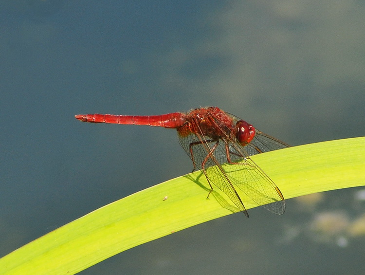 Crocothemis erythraea